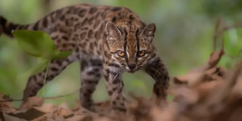 Nueva especie de felino