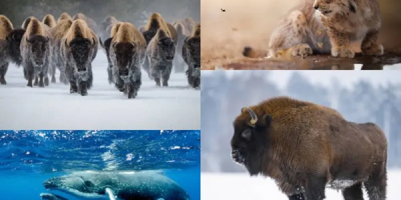 Especies conservadas por el ser humano