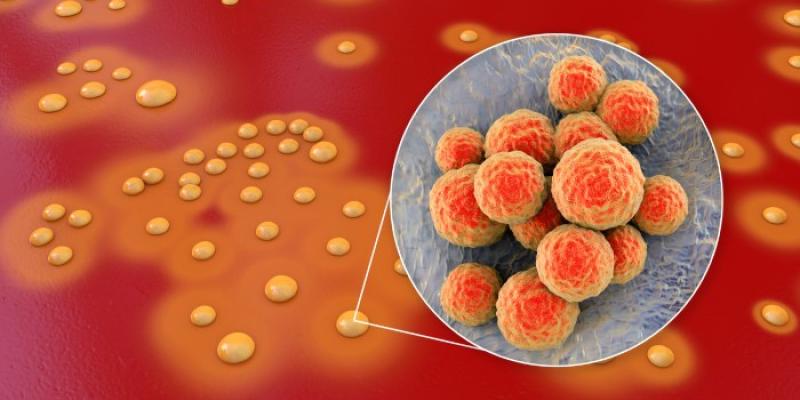 Colonia de bacterias ‘Staphylococcus aureus’ en sangre de oveja