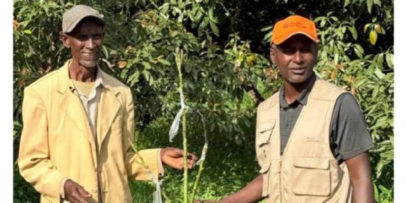 cultivos híbridos de aguacate y mango en Wolaita para resistir la sequía