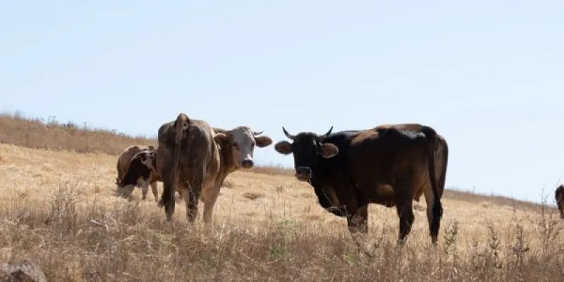 Los pastos escasean y la ganadería ecológica catalana peligra