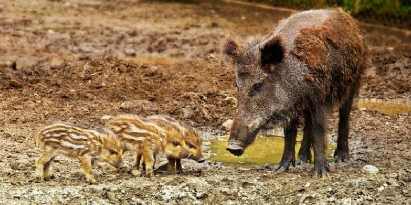 Jabalíes, fauna vulnerables