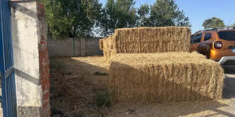 Comida para el ganado 