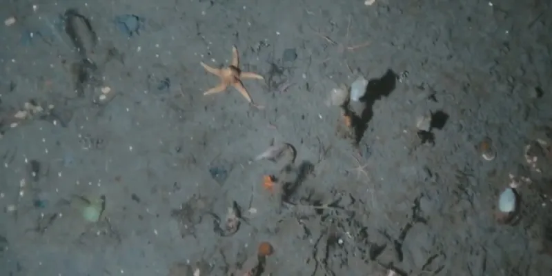 Captura de imagen de vídeo de fondo antártico
