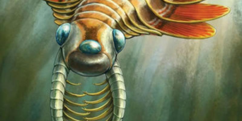 Nuevo fósil descubierto