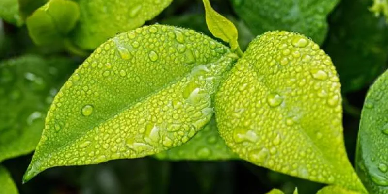 Hoja verde