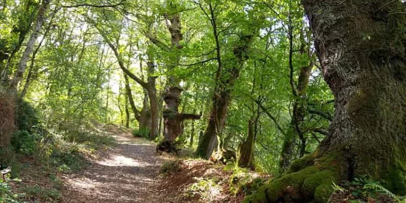 Fraga de Catasós y el bosque infinito