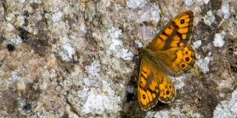 Mariposa saltacercas, especie afectada por el cambio climático para migrar