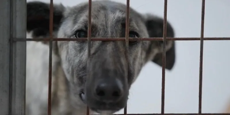 Andalucía y los galgos
