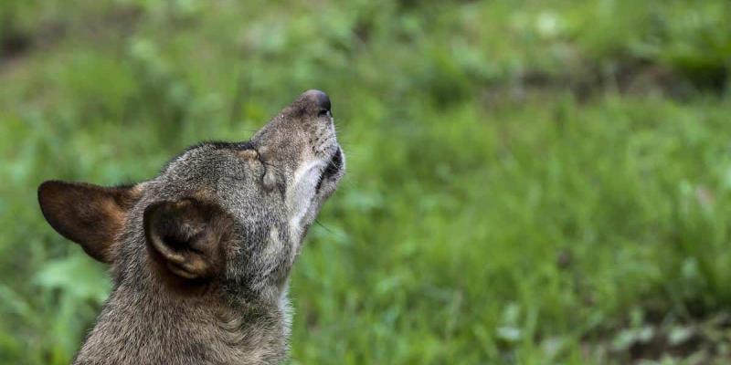Imagen de un lobo/El Correo Gallego Control de los lobos en Galicia