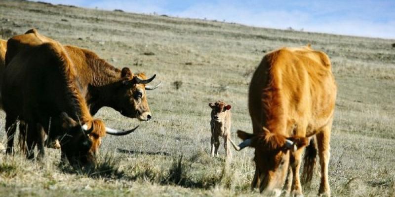 El ganado europeo gravemente afectado por el calor extremo
