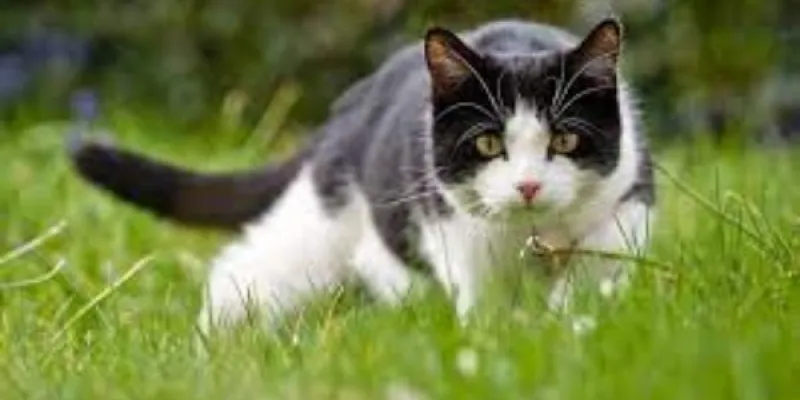 Los gatos domésticos ponen en riesgo la biodiversidad del Parque del Alamillo en Sevilla