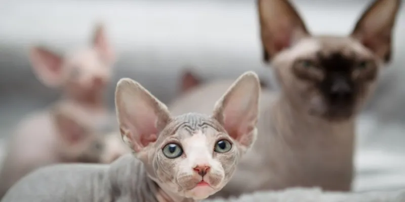gatos esfinge