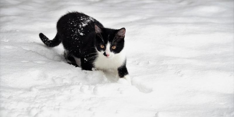 Desvelamos el misterio: ¿los gatos pueden sentir frío y cómo lo