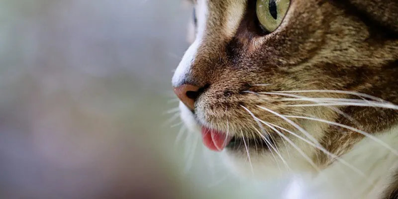 Los gatos nos escuchan