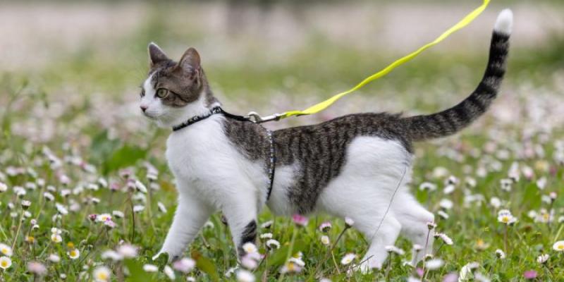 Gato paseando con correa