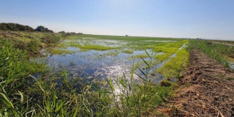 Una tabla de arroz anegada en mayo en la localidad de Los Palacios y Villafranca (Sevilla)