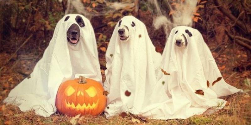 Perretes celebrando Halloween