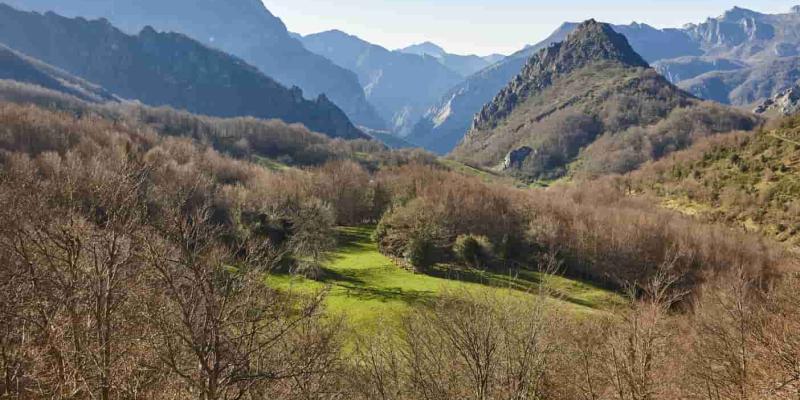 Castilla y León recupera las hectáreas de sus bosques