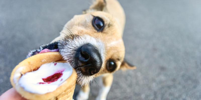 Helados de perro para este verano