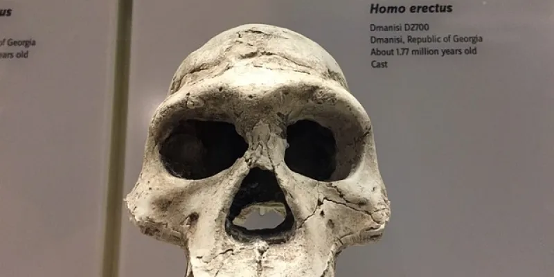 Cráneo de un homo erectus