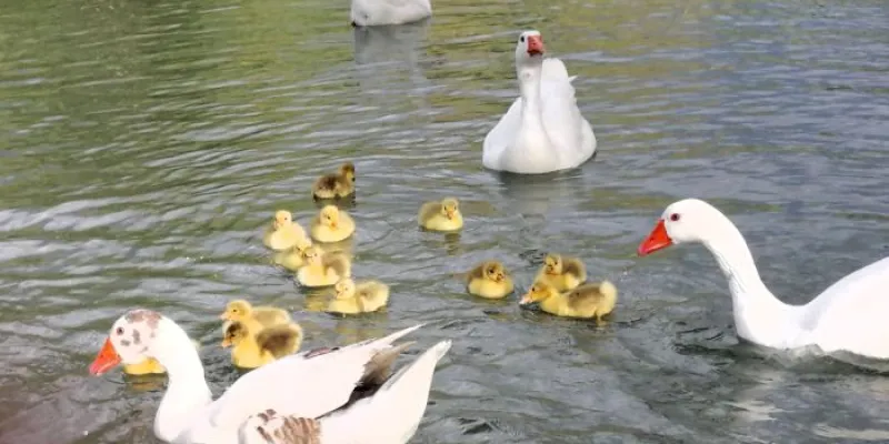 Familia con pollos de ánsar común doméstico liberados en el río Tajo