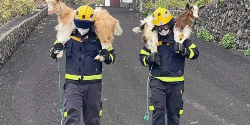 España debe contar con planes de rescate ante emergencias para animales