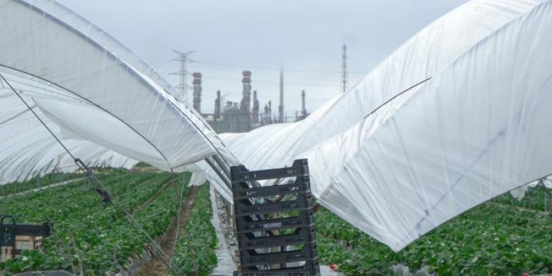 Invernaderos de fresas