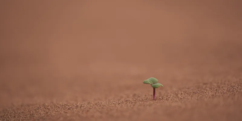 Planta creciendo representando el cambio climático