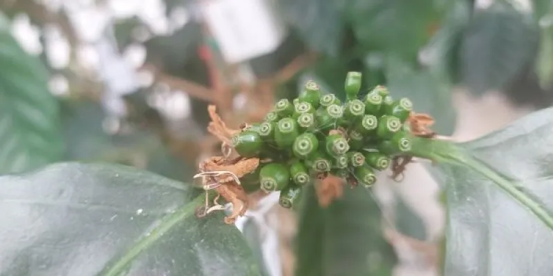 Cerezas de café robusta en fase de cuajado, con restos floración