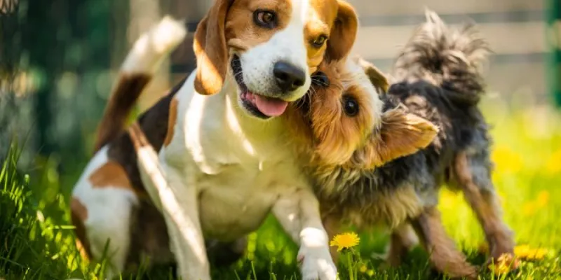 perros