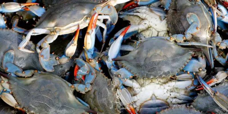 El cangrejo azul también es un problema en España