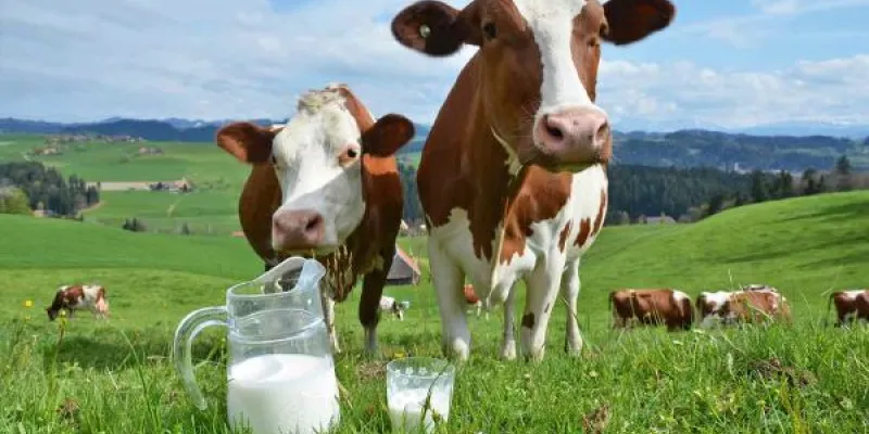 Los productos ecológicos, como la leche, contribuyen con el cuidado del planeta