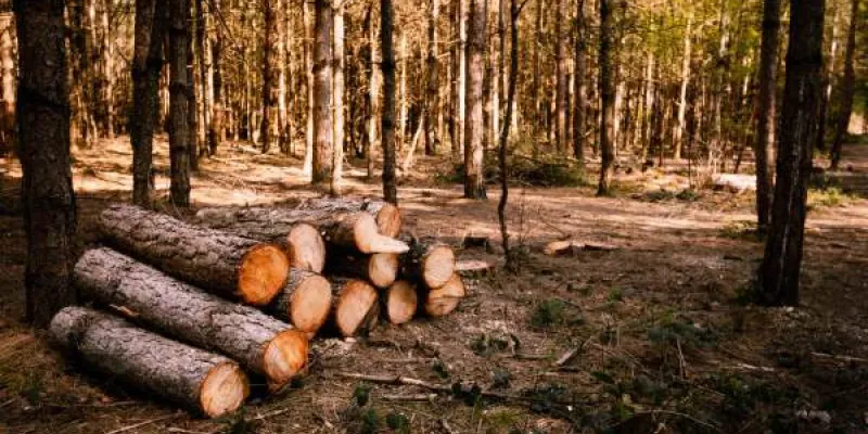 España lucha contra los productos que causen deforestación