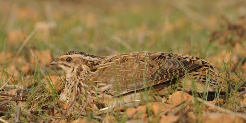 Codorniz común. Foto de Juan Bécares que irá en el libro de las aves