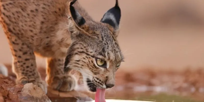 Lince ibérico bebiendo agua