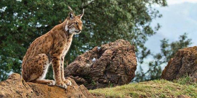 El lince ibérico se salva de la extinción