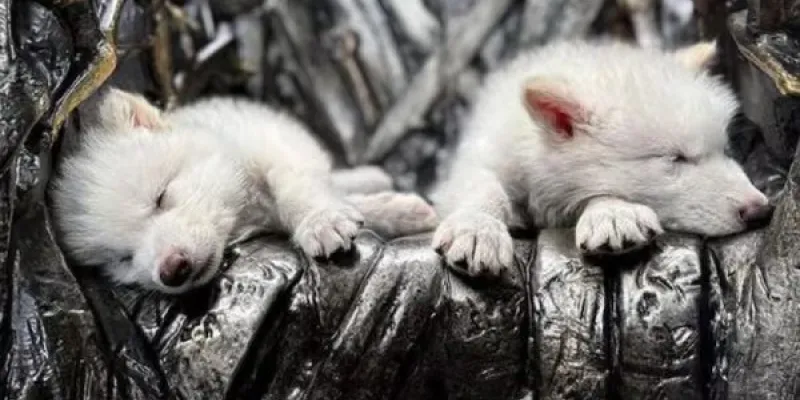 Lobo terrible vuelve a la vida gracias a la biotecnología