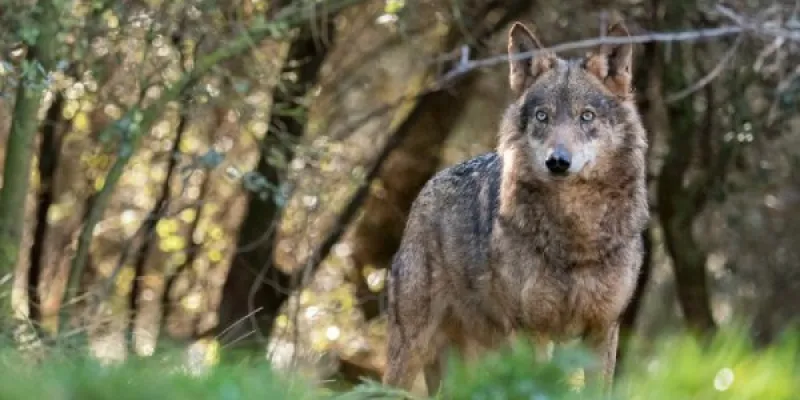Lobos España