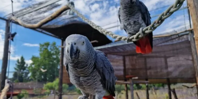 Dos de los loros repatriados