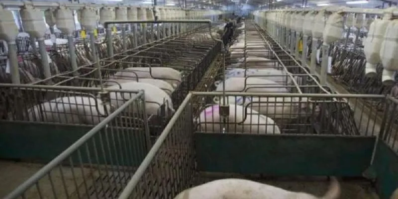 Las macrogranjas reducirán sus emisiones contaminantes