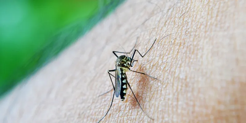 Mosquito de la malaria