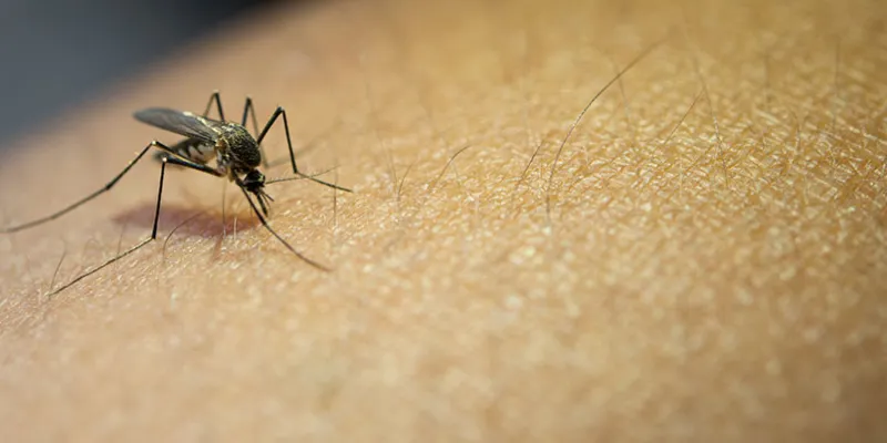 Mosquito de malaria