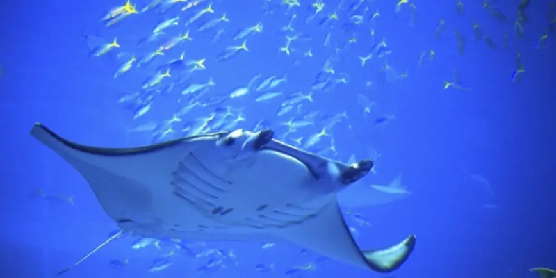 Las mantarrayas