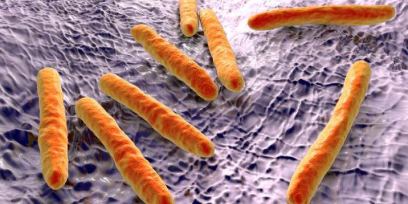 Bacteria que causa la tuberculosis