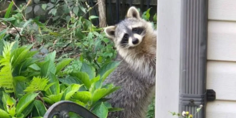 Los mapaches y otros animales salvajes urbanos, ¿están domesticándose?