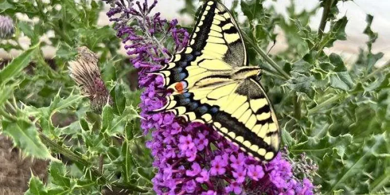 Mariposa cola de golondrina europea 