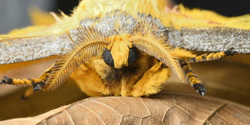 Llegan las mariposas de polilla