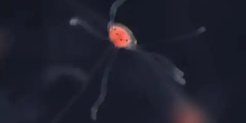 Medusa en el telescopio del laboratorio de Aide Macias-Muñoz