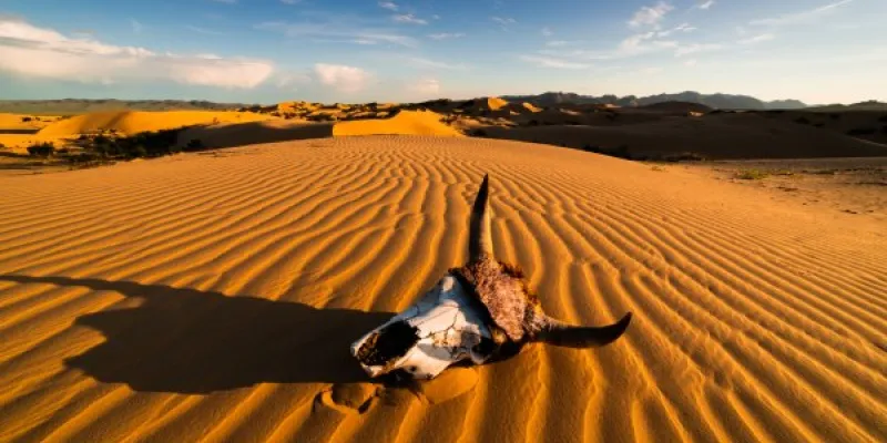 Cráneo de toro en la arena del desierto al atardecer. Desierto del Namib, África
